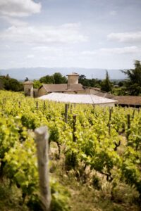 Crozes hermitage ©Lucie Francillard CDL 3027