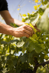 Crozes hermitage ©Lucie Francillard CDL 3108