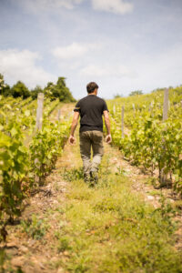 Crozes hermitage ©Lucie Francillard CDL 3160