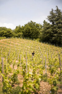 Crozes hermitage ©Lucie Francillard CDL 3211